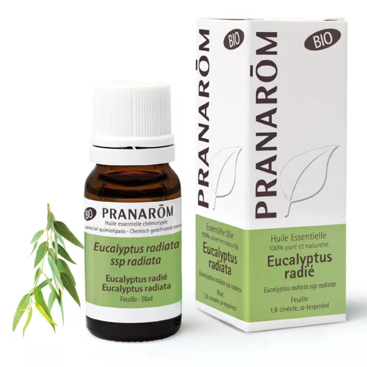 Huile Essentielle Eucalyptus Radié BIO